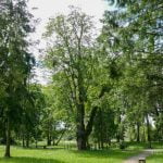 Salantų kaštonas. Nuotrauka: ©lietuvosgamta.lt