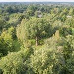 Šaukšteliškių ąžuolas. Nuotrauka: ©lietuvosgamta.lt