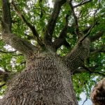 Šaukšteliškių ąžuolas. Nuotrauka: ©lietuvosgamta.lt