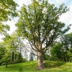 Šaukšteliškių ąžuolas. Nuotrauka: ©lietuvosgamta.lt