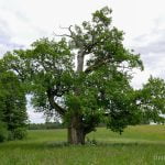 Skliausčių ąžuolas. Nuotrauka: ©lietuvosgamta.lt