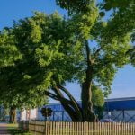 Storoji Klaipėdos liepa. Nuotrauka: ©lietuvosgamta.lt