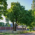 Storoji Klaipėdos liepa. Nuotrauka: ©lietuvosgamta.lt