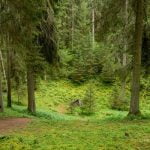 Balbieriškio dvaro parkas. Nuotrauka: ©lietuvosgamta.lt