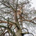 Taikūnų pušis. Nuotrauka: ©lietuvosgamta.lt