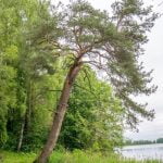 Taikūnų pušis. Nuotrauka: ©lietuvosgamta.lt