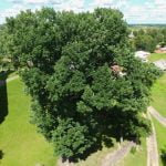 Tverečiaus ąžuolas. Nuotrauka: ©lietuvosgamta.lt