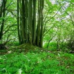 Žvaginių piliakalnis. Nuotrauka: ©lietuvosgamta.lt