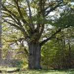 Žudiškių ąžuolas. Nuotrauka: ©lietuvosgamta.lt