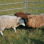 Avinukų ekspozicija Milišiūnų avių ūkyje