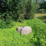 Plavėjų akmuo. Nuotrauka: ©ignalina.info