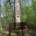 Labakaršio pušis. Nuotrauka: ©ignalina.info