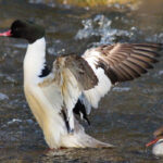 Akmenos kraštovaizdžio draustinis. Nuotrauka: ©saugoma.lt