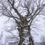 Akmenos kraštovaizdžio draustinis. Nuotrauka: ©saugoma.lt