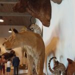 Valdo Danilevičiaus gamtos muziejus. Nuotrauka: ©ignalina.info