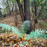 Padaigų II - as piliakalnis. Nuotrauka: ©jonavatic.lt