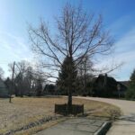 Signataro Česlovo Kudabos ąžuolas. Nuotrauka: ©ignalina.info