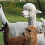 Nemuno alpakos. Nuotrauka: ©jurbarkas.info