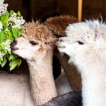 Jonavos alpakos. Nuotrauka: ©jonavatic.lt