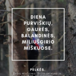 Diena Purviškių, Gaurės, Balandinės, Miliušgirio miškuose. Nuotrauka: ©jurbarkas.info