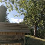 Rupinskų pušis. Nuotrauka: ©ignalina.info