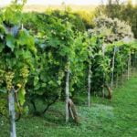 „Vilkolė“ vyndarių sodyba. Nuotrauka: ©jonavatic.lt