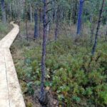 Plynosios aukštapelkėje. Nuotrauka: ©welovelithuania.com