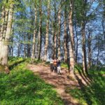 Biržų Lauko piliakalnis. Nuotrauka: ©lt.wikipedia.org