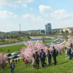 Čiunės Sugiharos sakurų sodas. Nuotrauka: ©govilnius.lt