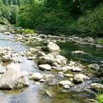 Pagramančio miško beržo genetinis draustinis. Nuotrauka: ©lt.wikipedia.org