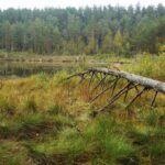Budragaidžio gamtinis rezervatas. Nuotrauka: ©anyksciuparkas.lt