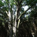 Elmės kraštovaizdžio draustinis. Nuotrauka: ©lt.wikipedia.org