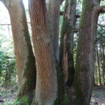 Elmės kraštovaizdžio draustinis. Nuotrauka: ©lt.wikipedia.org