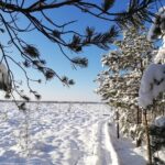 Plynosios aukštapelkėje. Nuotrauka: ©welovelithuania.com