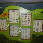 Žemaitijos žemės slėpiniai