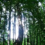 Lylavos hidrografinis draustinis. Nuotrauka: ©lt.wikipedia.org