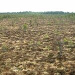 Plynosios telmologinis draustinis. Nuotrauka: ©lt.wikipedia.lt