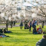 Čiunės Sugiharos sakurų sodas. Nuotrauka: ©govilnius.lt