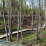 Smegduobės Barsuko ola teritorijos pažintinis-geologinis takas