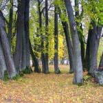 Liepų (20) pavėsinė