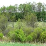 Rakštelių piliakalnis