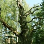 Variaus botaninis draustinis. Nuotrauka: ©kulturos-miestas.lt