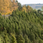 Kadagių slėnis / Arlaviškių pažintinis takas