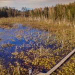 Dubravos rezervatinė apyrubė