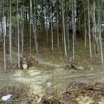 Gudiškių piliakalnis