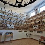 Medžioklės trofėjų kolekcijos paroda