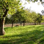 Indriūnų senkapiai