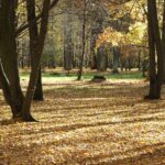 Ąžuolyno parkas