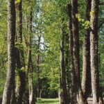 Aleksandravėlės dvaro parkas