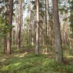 Griešių piliakalnis